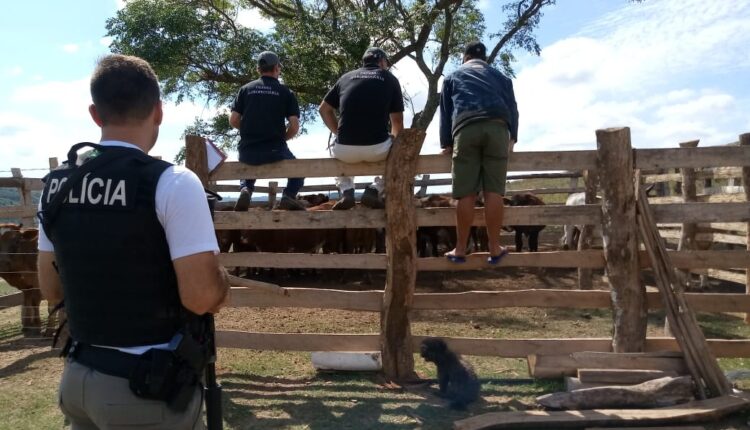 Brigada Militar de Canguçu prende um homem por furto de semoventes Online